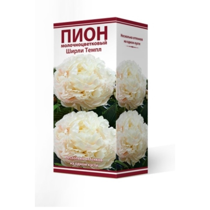 

Пионы молочноцветковые и гибриды "Ширли Темпл", 1 шт, р-р 2-3, Весна 2024