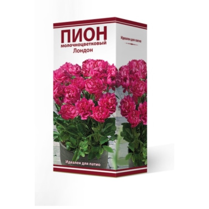

Пионы для "ПАТИО" "Лондон", 1 шт, р-р 2-3, Весна 2024