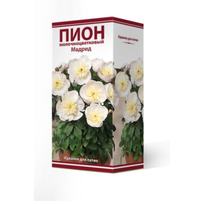 

Пионы для "ПАТИО" "Мадрид", 1 шт, р-р 2-3, Весна 2024