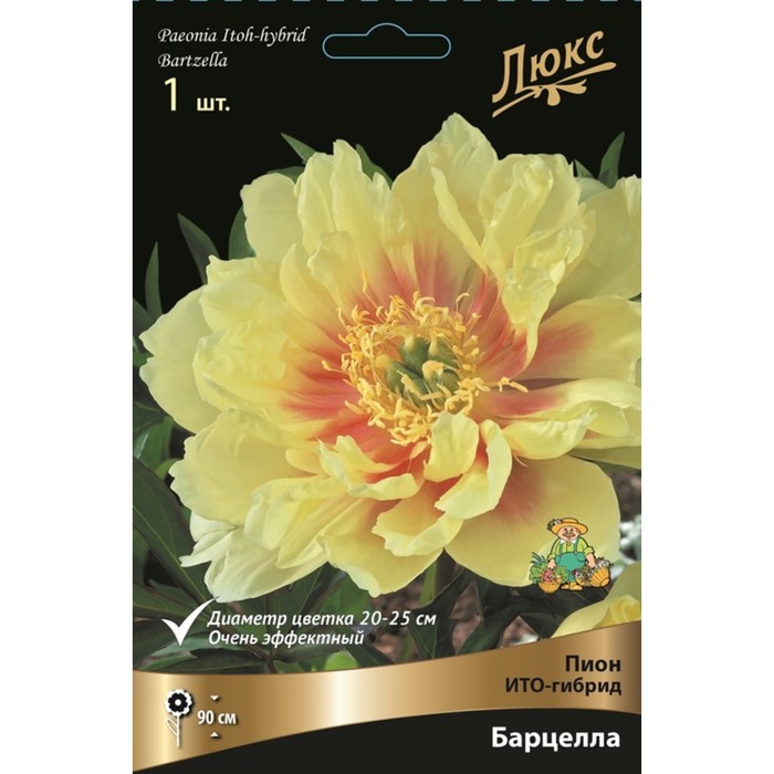 

Пионы ИТО-гибриды "Барцелла", 1 шт, р-р 2-3, Весна 2024