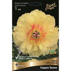 

Пионы ИТО-гибриды "Гарден Треже", 1 шт, р-р 2-3, Весна 2023