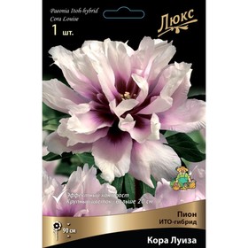 

Пионы ИТО-гибриды "Кора Луиза", 1 шт, р-р 2-3, Весна 2023