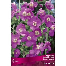 

Коровяк (Вербаскум) "фиолетовый Виолетта", 1 шт, р-р I, Весна 2023