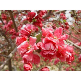 

Яблоня декоративная "Келси", Р9 (горшок квадратный 9 см), 1 шт Весна 2023