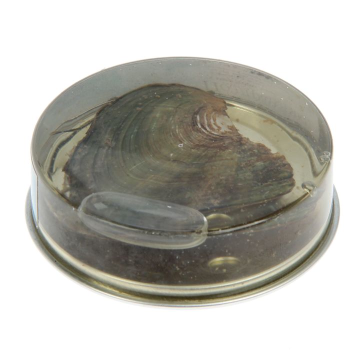 Жемчужина желаний "Талисман любви и счастья": цепочка 45 см + кулон "Черепаха"