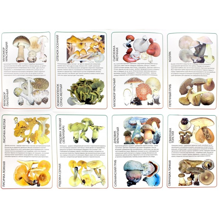 фото Самые собираемые съедобные грибы, имеющие ядовитых или несъедобных двойников. вишневский м. проспект