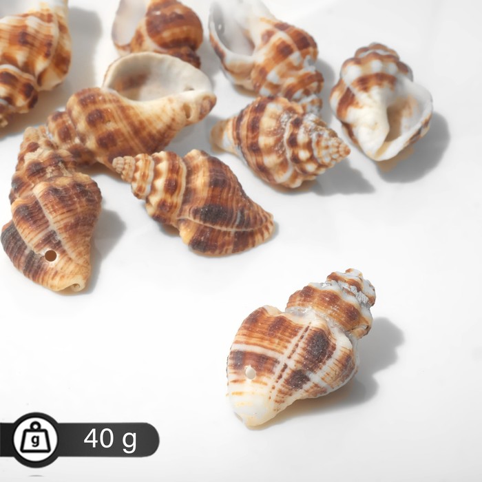 

Бусины "Ракушка" завиток рельефный, цвет тёмно-коричневый 40гр+/-5
