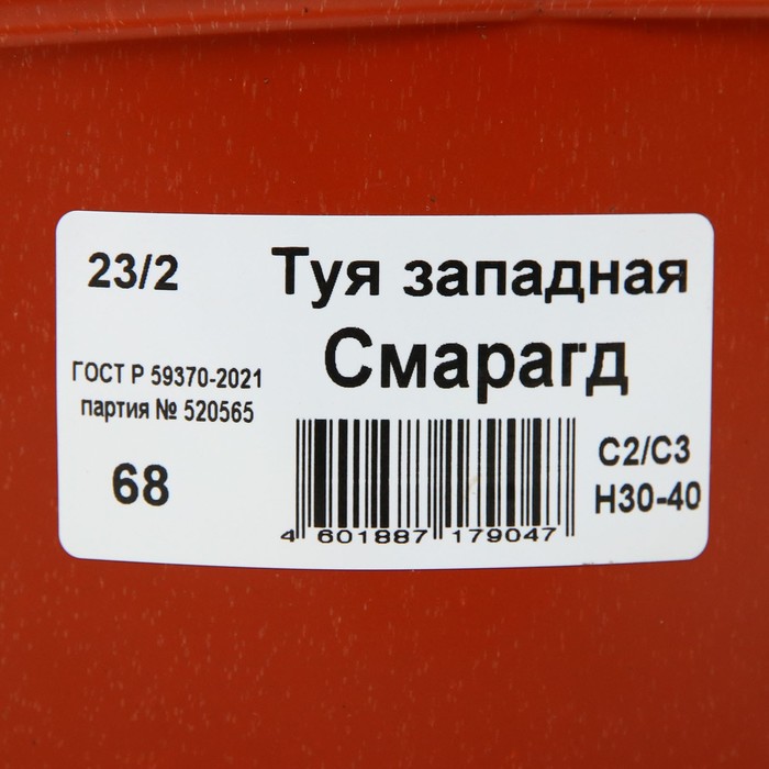 

Туя западная Смарагд, С2 горшок, H30-40 высота, 1 шт, Лето 2023