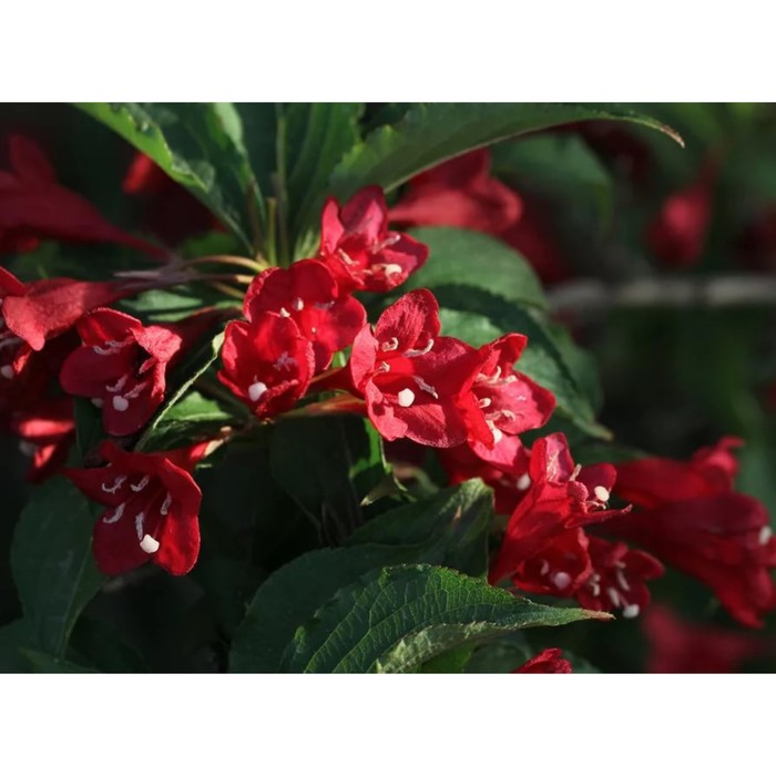Вейгела цветущая Бристол Руби, горшок С2, 1 шт, Лето 2024