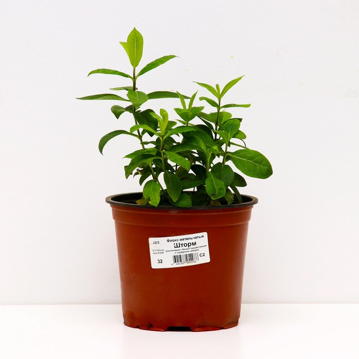 

Флокс метельчатый Шторм, горшок С2, 1 шт, Лето 2023