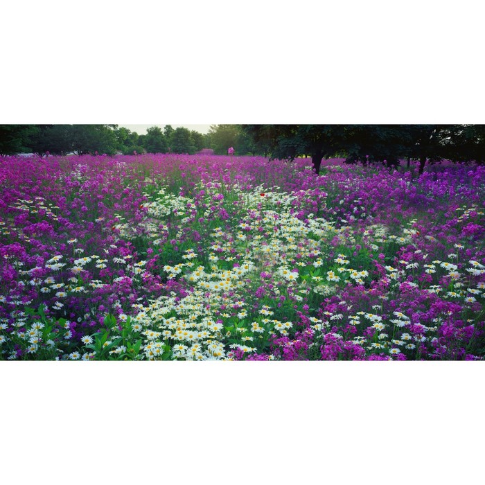 фото Фотосетка, 320 × 155 см, с фотопечатью, «цветочная поляна» art