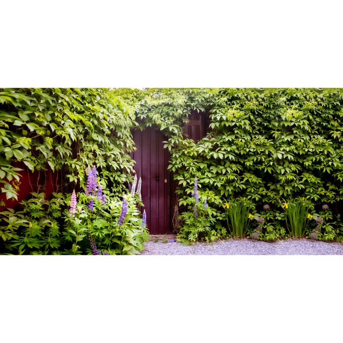 Фотосетка, 320 × 155 см, с фотопечатью, «Девичий виноград на стене» фотопанно на стену девичий виноград 100x150 см