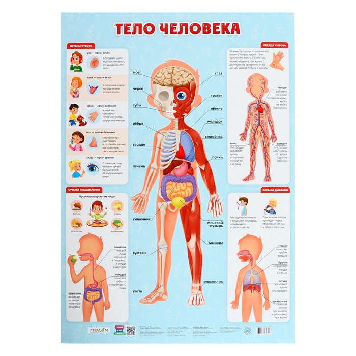 плакат геодом тело человека Плакат дидактический «Тело человека», 45 × 64 см