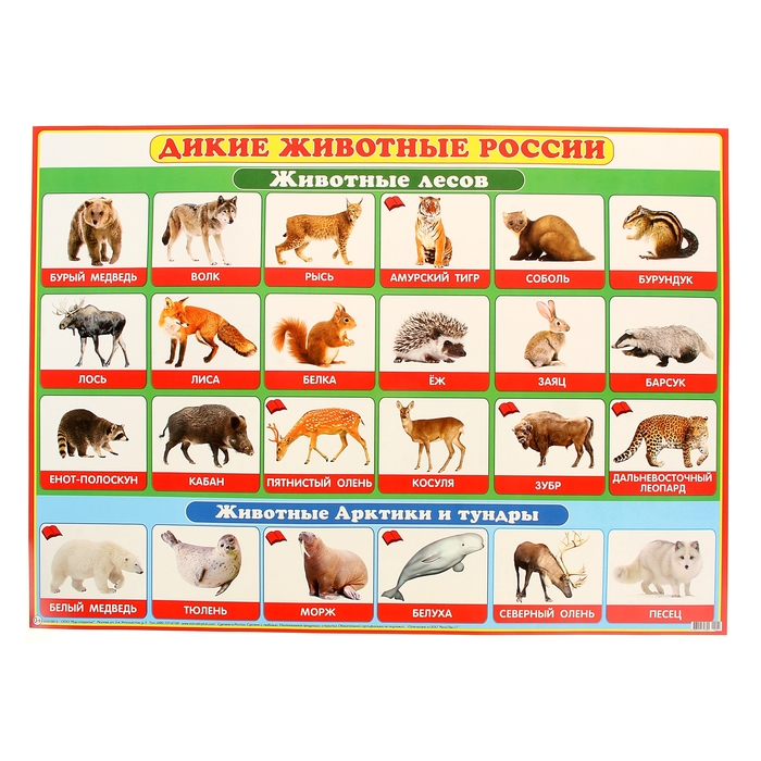 Плакат "Дикие животные России" 500х690 мм