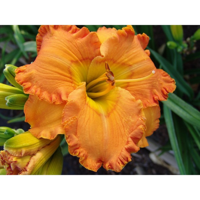 

Лилейник "Orange Miracle", р-р I, горшок D17, 1 шт, Лето 2023