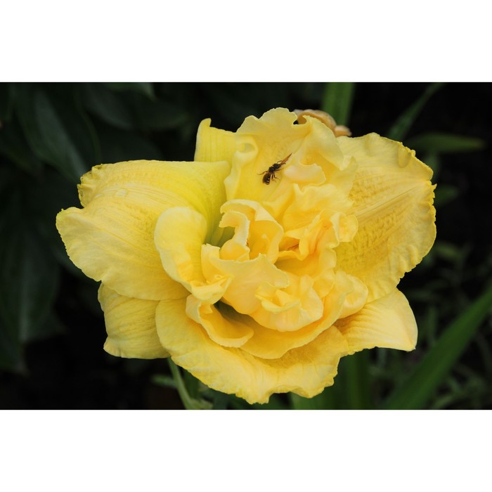 

Лилейник "Yellow Crown", р-р I, горшок D17, 1 шт, Лето 2023