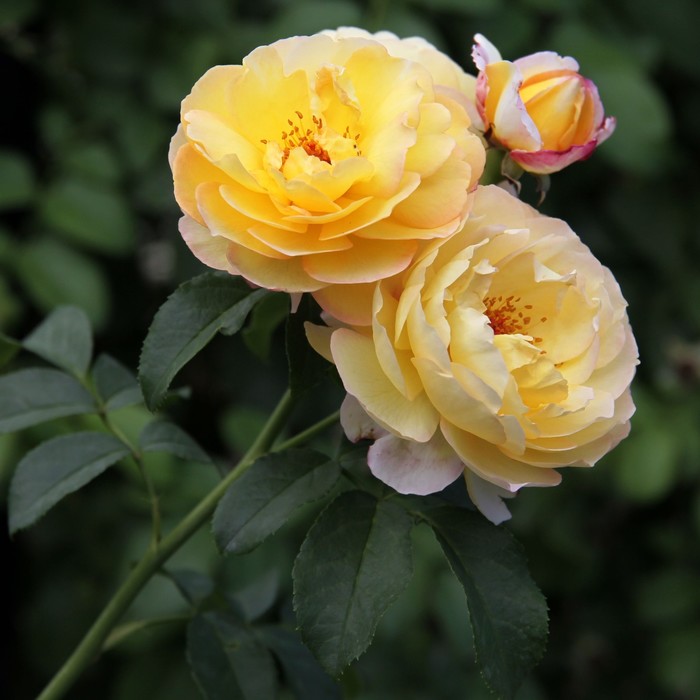 Саженец Роза Шато де Шеверни, 1 шт, Весна 2024 роза шато версаль дельбар