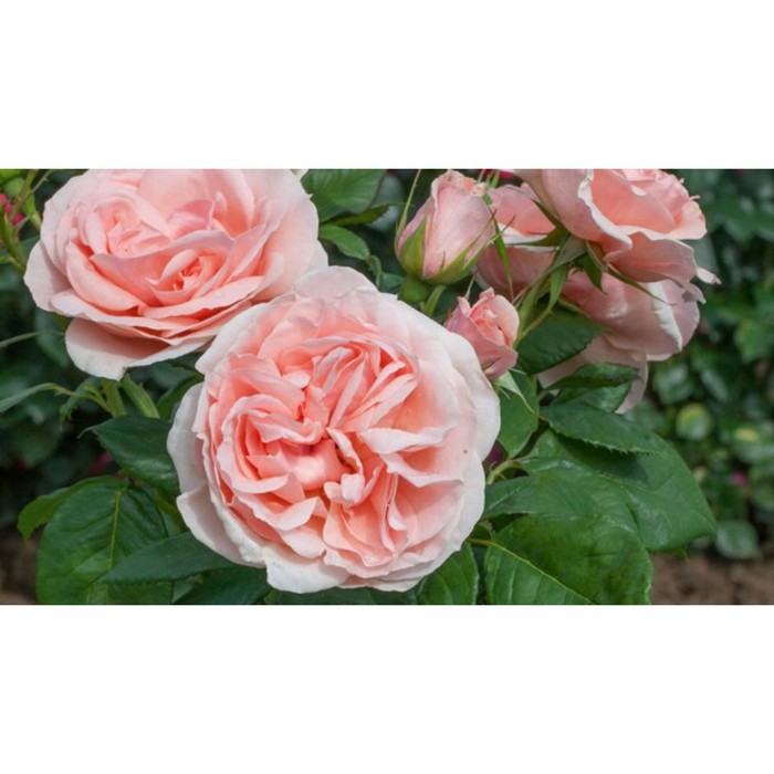 фото Саженец роза бель романтика (чайно-гибридная), 1 шт, весна 2024 сибирский сад