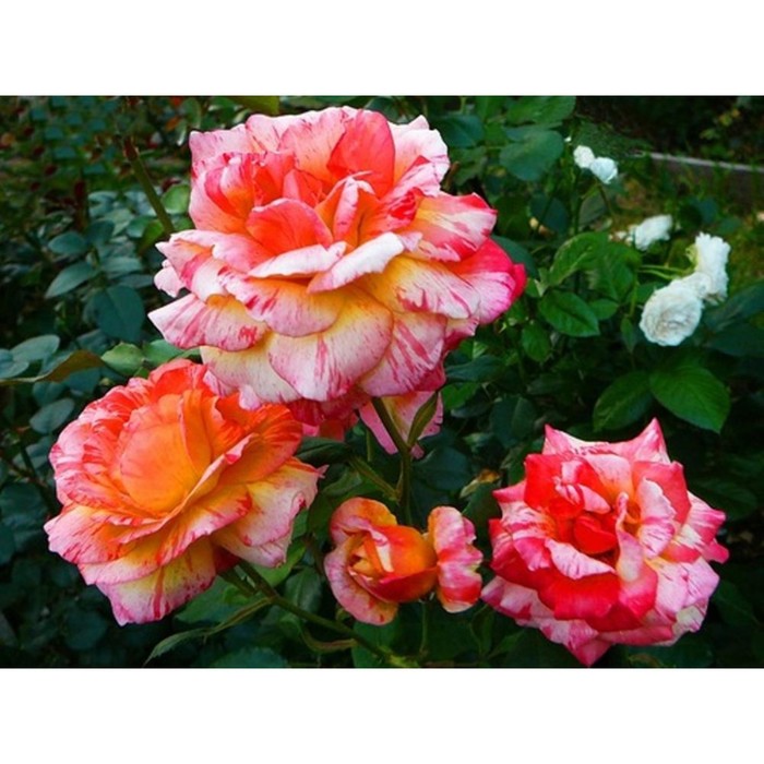 

Саженец Роза Марвел (Чайно-гибридная), 1 шт, Весна 2024