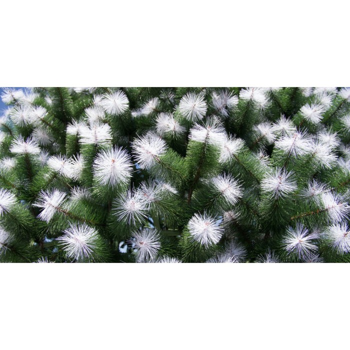 

Сосна искусственная Green trees «Альпийская», с белыми кончиками, цвет зелёный, 14 м