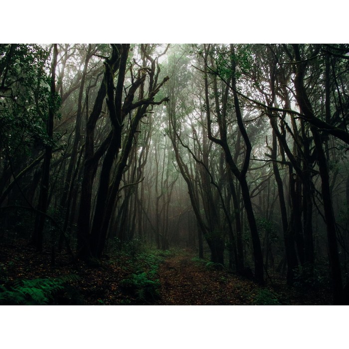 

Фотобаннер, 250 × 150 см, с фотопечатью, люверсы шаг 1 м, «Тёмный лес», Greengo