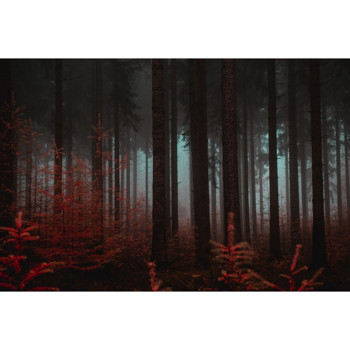 фото Фотобаннер, 250 × 150 см, с фотопечатью, люверсы шаг 1 м, «красный лес» greengo