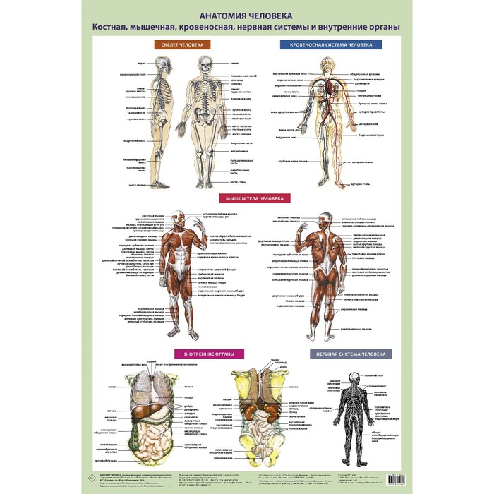 Анатомия человека. Костная, мышечная, кровеносная системы и внутренние органы. Самусев Р.П.