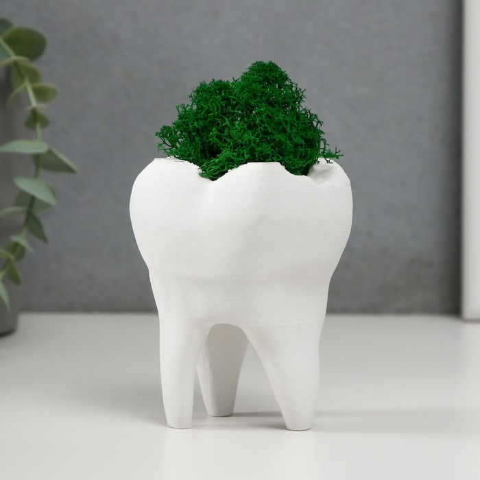 Кашпо бетонное Зуб со мхом белый 7,5х6,5х9,5 см (мох зеленый стабилизированный)