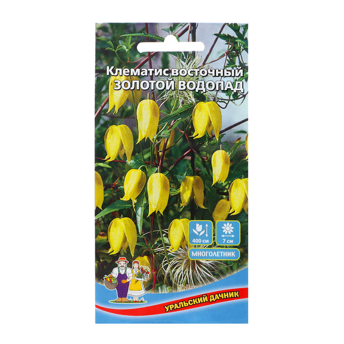 Семена Цветов Клематис восточный Золотой водопад ,12 шт , семена цветов клематис восточный золотой водопад 1 2 шт