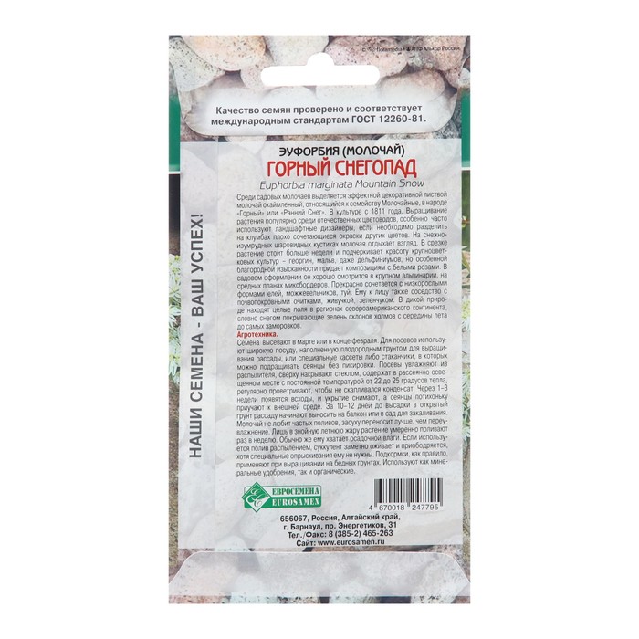 фото Семена эуфорбия молочай окаймленный "горный снегопад", 10 шт евросемена
