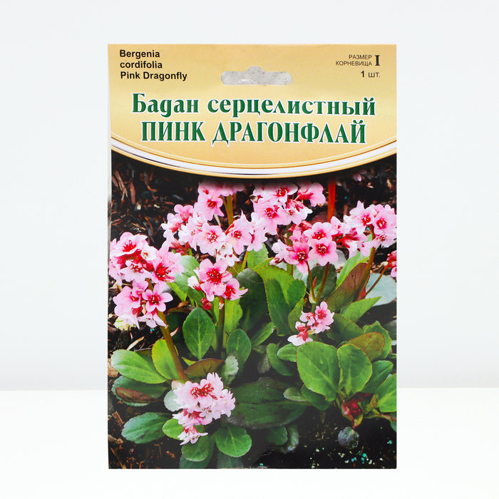 Бадан Pink Dragonfly ® PBR, р-р I, 1 шт, Весна 2024