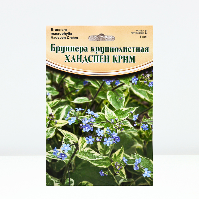 

Бруннера "Hadspen Cream", р-р I, 1 шт, Весна 2024