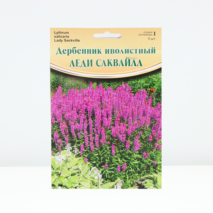 

Дербенник иволистный "Lady Sackville", р-р I, 1 шт, Весна 2024