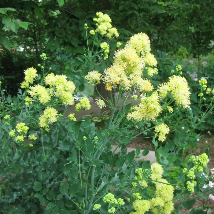 

Василистник "flavum supsp. Glaucum", р-р I, 1 шт, Весна 2024