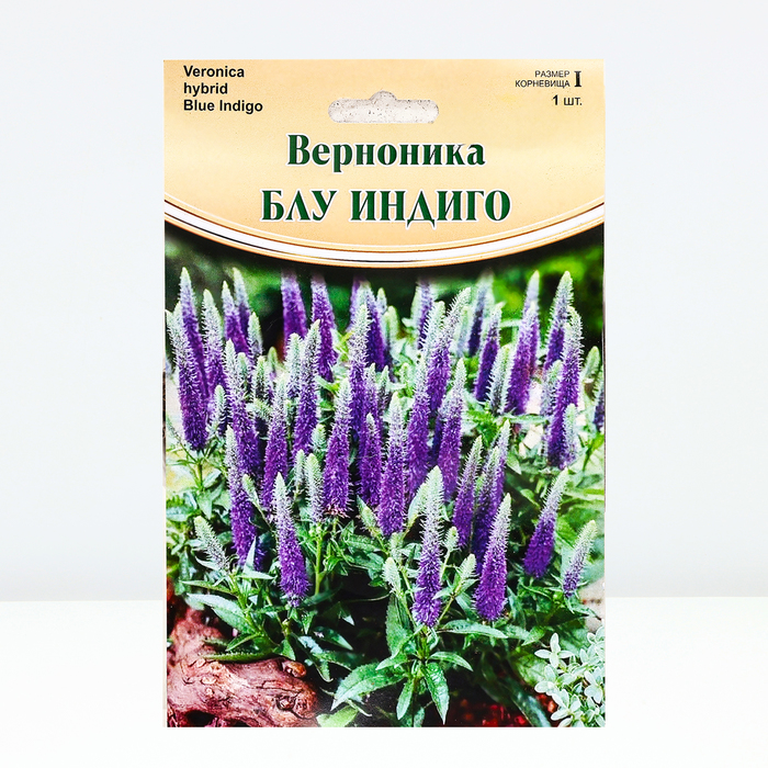 

Верноника "Blue Indigo", р-р I, 1 шт, Весна 2024