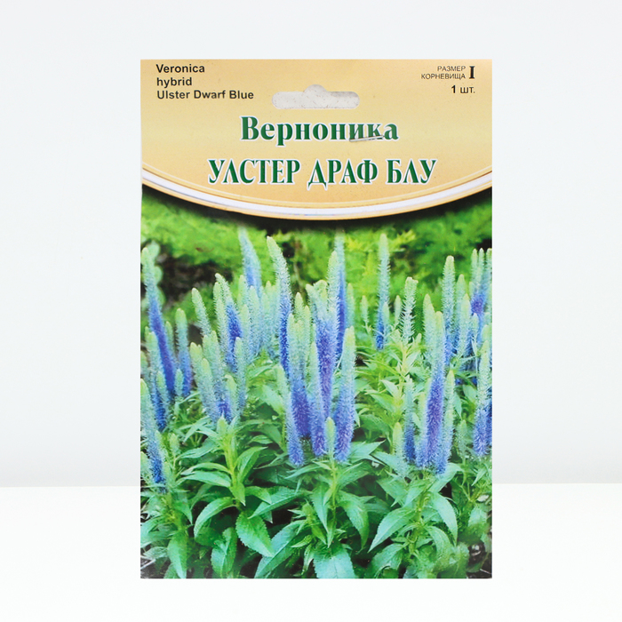 

Верноника "Ulster Dwarf Blue", р-р I, 1 шт, Весна 2024