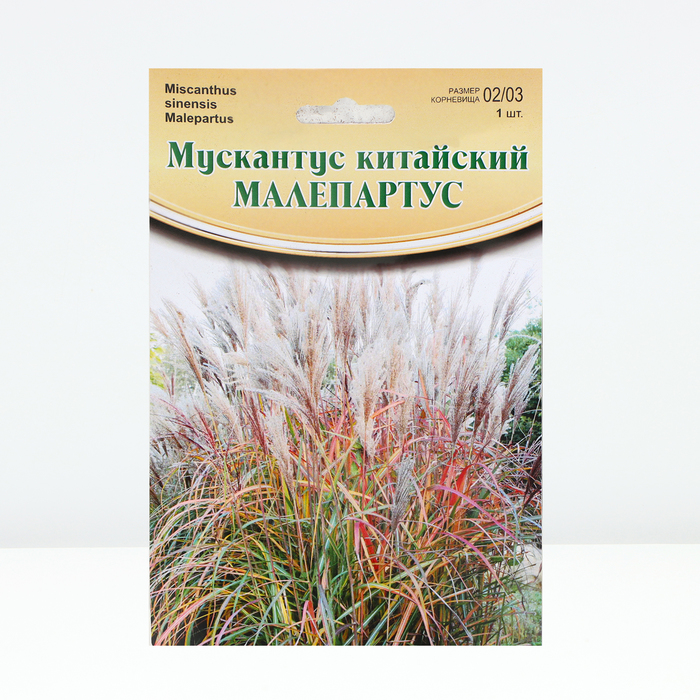 

Мускантус "Malepartus", р-р 02/03, 1 шт, Весна 2024