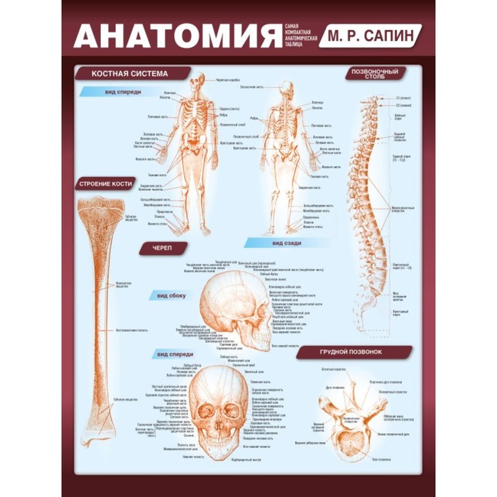 Анатомия. Самая компактная анатомическая таблица. Сапин М.Р.