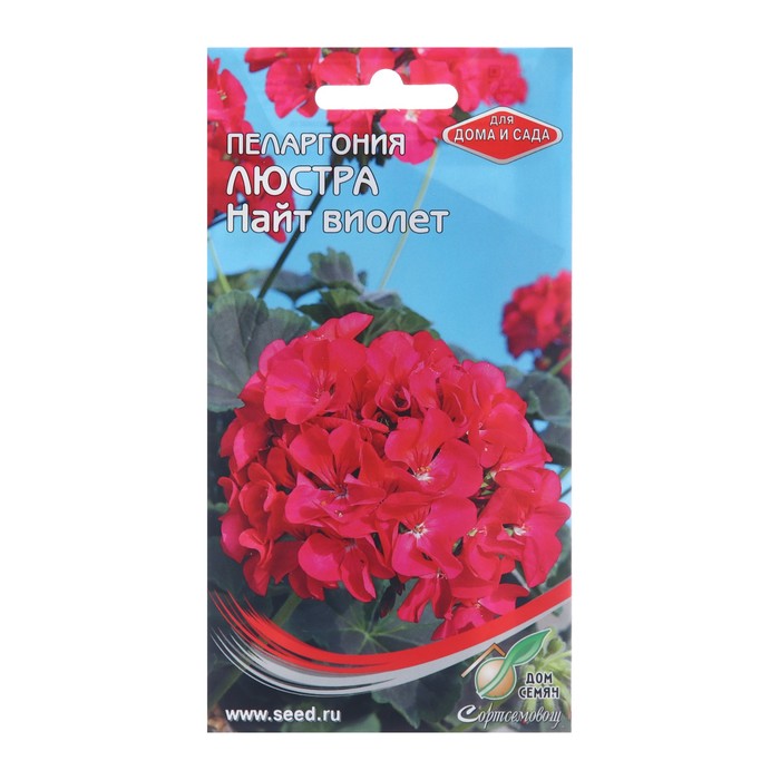 Семена цветов Пеларгония Люстра Найт виолет, 4 шт цена и фото