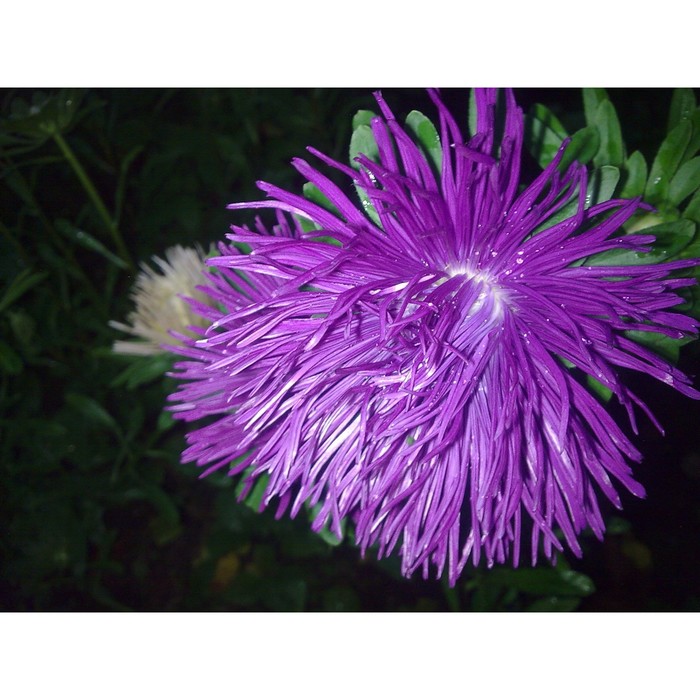 Семена Астра Гремлин, темно-фиолетовая астра однолетняя гремлин фиолетовая