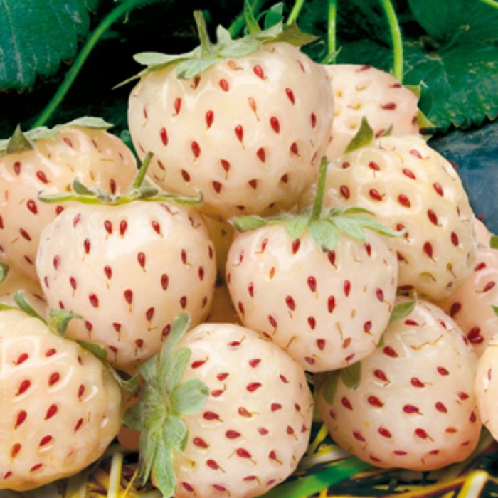

Саженец Земляники ФРИГО Фрагола Бьянка №5 (Fragola Bianka №5) A (9-15 мм), 5 шт