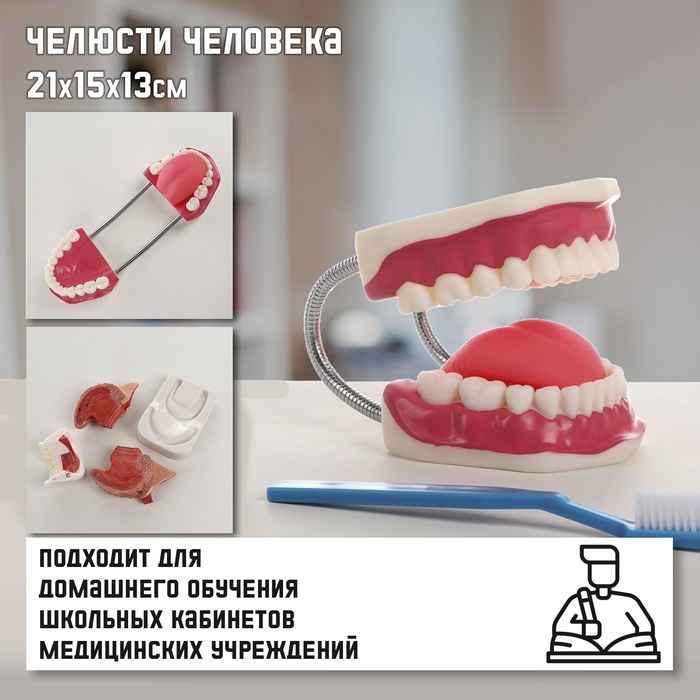 

Макет "Челюсти человека" 21*15*13см