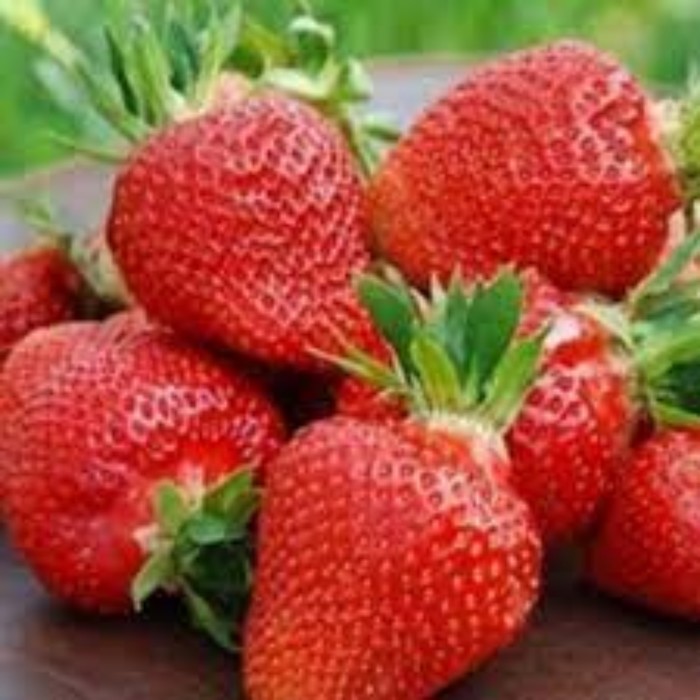 

Рассада Земляники ФРИГО Кори (Cory) A (9-15 мм), P9 Горшок