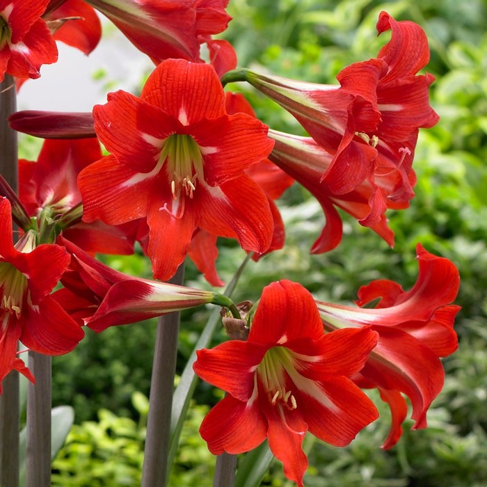 

Гиппеаструм Балентино, 13/15 1 шт, Весна 2024