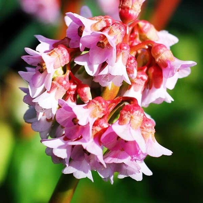 

Бадан (Bergenia) Бейби Долл, I 1шт, Весна 2024