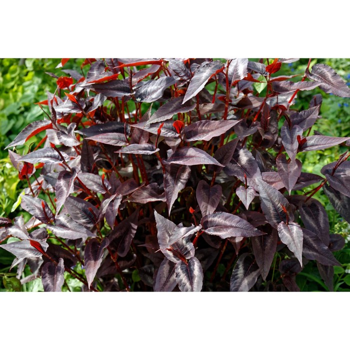 

Горец (Persicaria) Ред Дракон (microc.), I 1шт, Весна 2024