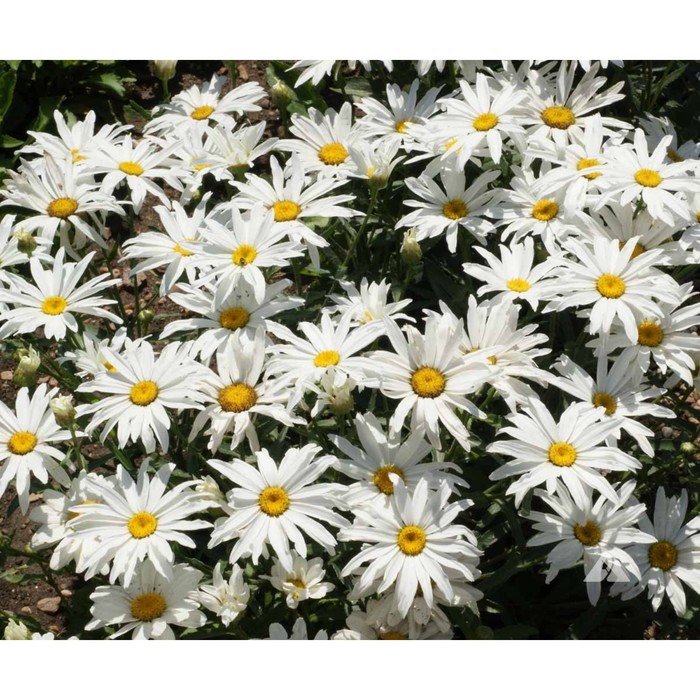 

Нивяник (Leucanthemum) Сильвер Принцесс, I 1шт, Весна 2024