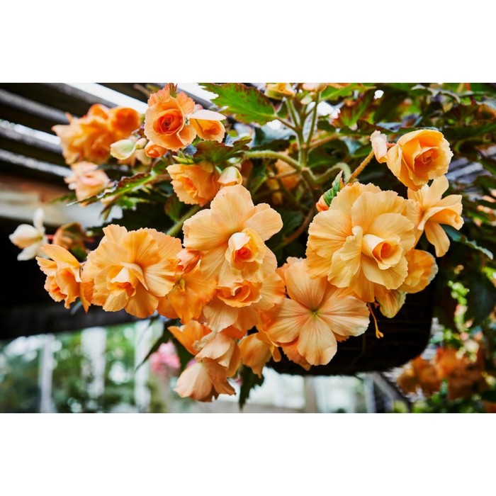 

Бегония Ампельная Голден Бэлкони, р-р 5/6 3 шт, Весна 2024