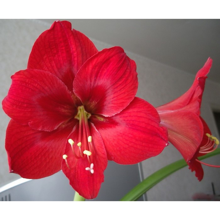 

Амариллис Ред Лион, р-р 22/24 1 шт, Весна 2024