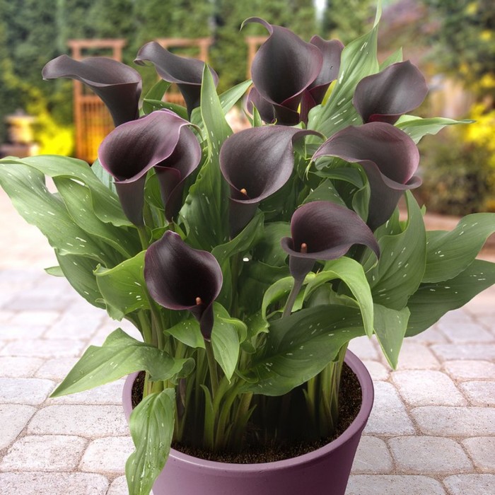 

Калла Лас Вегас, р-р 12/14 2 шт, Весна 2024